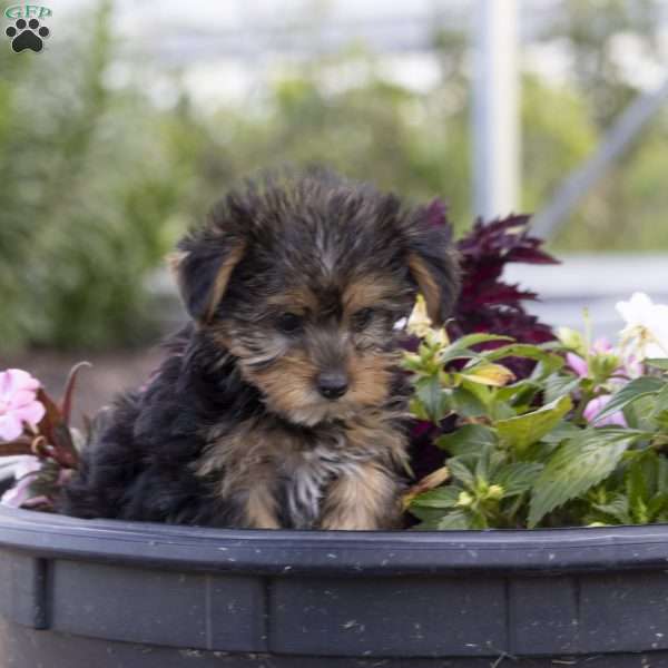 Luke, Yorkie Puppy
